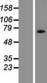 CYLC1 Protein - Western validation with an anti-DDK antibody * L: Control HEK293 lysate R: Over-expression lysate