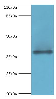CYLC2 Antibody - Western blot. All lanes: CYLC2 antibody at 12 ug/ml+293T cells. Secondary Goat polyclonal to rabbit at 1:10000 dilution. Predicted band size: 39 kDa. Observed band size: 39 kDa.