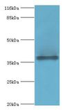 CYLC2 Antibody - Western blot. All lanes: CYLC2 antibody at 12 ug/ml+293T cells. Secondary Goat polyclonal to rabbit at 1:10000 dilution. Predicted band size: 39 kDa. Observed band size: 39 kDa.