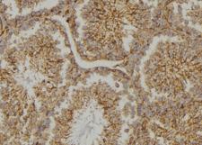 CYLC2 Antibody - 1:100 staining testis tissue by IHC-P. The sample was formaldehyde fixed and a heat mediated antigen retrieval step in citrate buffer was performed. The sample was then blocked and incubated with the antibody for 1.5 hours at 22°C. An HRP conjugated goat anti-rabbit antibody was used as the secondary.