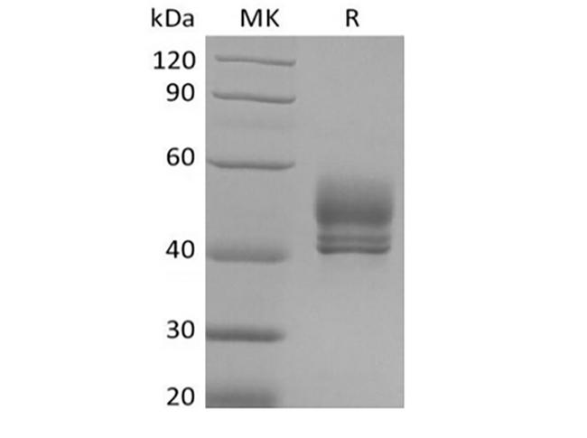 CD3E + CD3D Protein - Recombinant Cynomolgus CD3D&CD3E Heterodimer (C-Fc-Flag&C-Fc-6His)