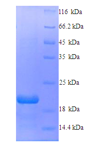 EPO / Erythropoietin Protein