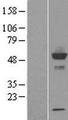 CYP-M / CYP20A1 Protein - Western validation with an anti-DDK antibody * L: Control HEK293 lysate R: Over-expression lysate