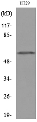 CYP11B1+2 Antibody - Western blot analysis of lysate from HT29 cells, using CYP11B1/2 Antibody.