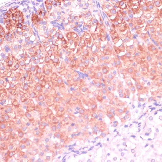 CYP11B2 / Aldosterone Synthase Antibody - Immunohistochemistry of paraffin-embedded Mouse adrenal gland using CYP11B2 Polyclonal Antibody at dilution of 1:100 (40x lens).