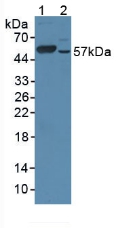 CYP17 / CYP17A1 Antibody - Western Blot; Sample: Lane1: Rat Testis Tissue; Lane2: Human A549 Cells.