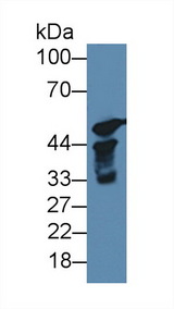 CYP17 / CYP17A1 Antibody - Western Blot; Sample: Rat Testis lysate; Primary Ab: 1µg/ml Rabbit Anti-Mouse S17aH Antibody Second Ab: 0.2µg/mL HRP-Linked Caprine Anti-Rabbit IgG Polyclonal Antibody