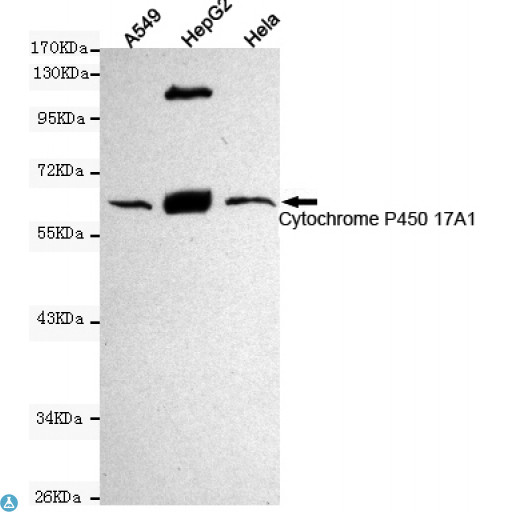 CYP17 / CYP17A1 Antibody - Western blot detection of Cytochrome P450 17A1 in Hela, HepG2 and A549 cell lysates using Cytochrome P450 17A1 mouse mAb (1:1000 diluted). Predicted band size: 60KDa. Observed band size: 60KDa.
