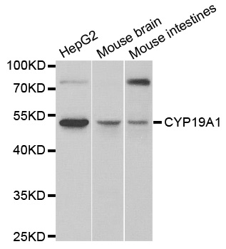 CYP19 / Aromatase Antibody - Western blot analysis of extracts of various cell lines, using CYP19A1 antibody.