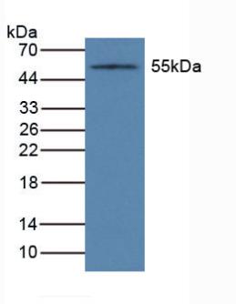 CYP1A1 Antibody - Western Blot; Sample: Mouse Liver Tissue.
