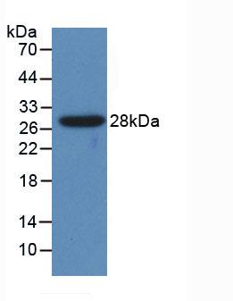 CYP1A1 Antibody - Western Blot; Sample: Recombinant CYP1A1, Human.