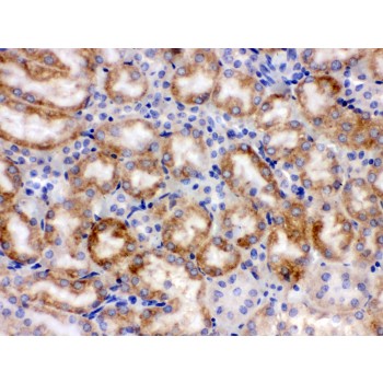 CYP1A1 Antibody - CYP1A1 antibody IHC-paraffin. IHC(P): Mouse Kidney Tissue.