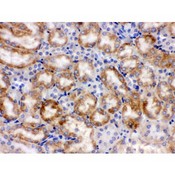 CYP1A1 Antibody - CYP1A1 antibody IHC-paraffin. IHC(P): Mouse Kidney Tissue.