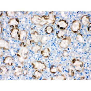 CYP1A1 Antibody - CYP1A1 antibody IHC-paraffin. IHC(P): Rat Kidney Tissue.