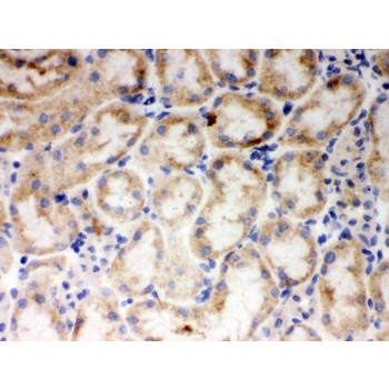 CYP1A1 Antibody - CYP1A1 antibody IHC-frozen. IHC(F): Mouse Kidney Tissue.