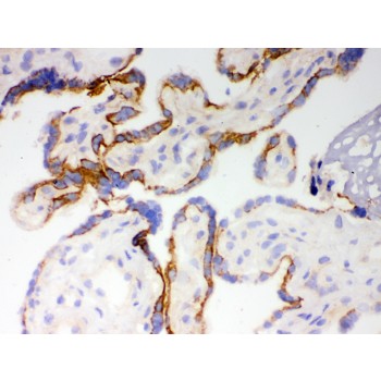 CYP1A1 Antibody - CYP1A1 antibody IHC-frozen. IHC(F): Human Placenta Tissue.