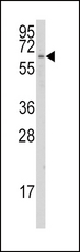 CYP1A1 Antibody - Western blot of anti-CYP1A1 Antibody in K562 cell line lysates (35 ug/lane). CYP1A1(arrow) was detected using the purified antibody.