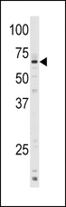 CYP1A1 Antibody - Western blot of anti-CYP1A1 Antibody in mouse lung tissue lysates (35 ug/lane). CYP1A1(arrow) was detected using the purified antibody.