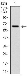 CYP1A1 Antibody - CYP1A1 Antibody in Western Blot (WB)