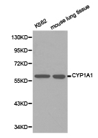 CYP1A1 Antibody - Western blot of extracts of various cell lines, using CYP1A1 antibody.
