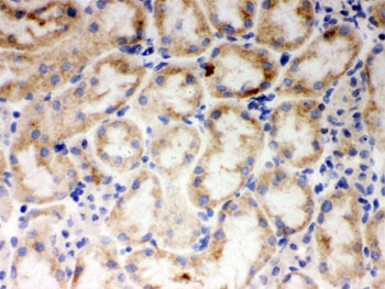 CYP1A1 Antibody