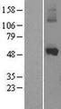 CYP1A1 Protein - Western validation with an anti-DDK antibody * L: Control HEK293 lysate R: Over-expression lysate