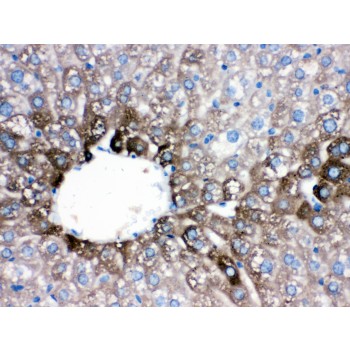 CYP1A2 Antibody - CYP1A2 antibody IHC-paraffin. IHC(P): Mouse Liver Tissue.