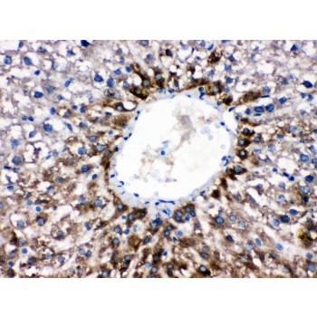 CYP1A2 Antibody - CYP1A2 antibody IHC-paraffin. IHC(P): Rat Liver Tissue.
