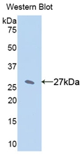 CYP1A2 Antibody - Western Blot; Sample: Recombinant protein.