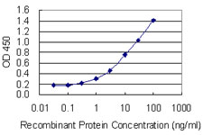 CYP1A2 Antibody - Detection limit for recombinant GST tagged CYP1A2 is 0.1 ng/ml as a capture antibody.