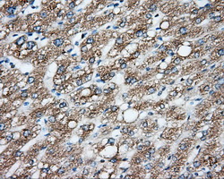 CYP1A2 Antibody - IHC of paraffin-embedded liver tissue using anti-CYP1A2 mouse monoclonal antibody. (Dilution 1:50).
