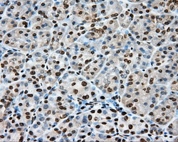 CYP1A2 Antibody - IHC of paraffin-embedded pancreas tissue using anti-CYP1A2 mouse monoclonal antibody. (Dilution 1:50).