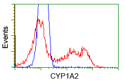CYP1A2 Antibody - HEK293T cells transfected with either pCMV6-ENTRY CYP1A2 (Red) or empty vector control plasmid (Blue) were immunostained with anti-CYP1A2 mouse monoclonal, and then analyzed by flow cytometry.