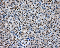 CYP1A2 Antibody - Immunohistochemical staining of paraffin-embedded pancreas tissue using anti-CYP1A2 mouse monoclonal antibody. (Dilution 1:50).