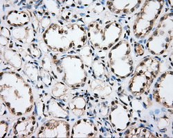 CYP1A2 Antibody - Immunohistochemical staining of paraffin-embedded Kidney tissue using anti-CYP1A2 mouse monoclonal antibody. (Dilution 1:50).