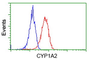 CYP1A2 Antibody - Flow cytometry of HeLa cells, using anti-CYP1A2 antibody, (Red), compared to a nonspecific negative control antibody, (Blue).