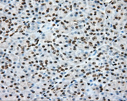 CYP1A2 Antibody - IHC of paraffin-embedded pancreas tissue using anti-CYP1A2 mouse monoclonal antibody. (Dilution 1:50).