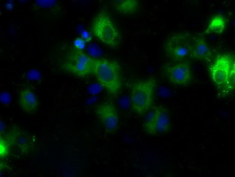 CYP1A2 Antibody - Anti-CYP1A2 mouse monoclonal antibody  immunofluorescent staining of COS7 cells transiently transfected by pCMV6-ENTRY CYP1A2.