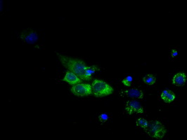 CYP1A2 Antibody - Anti-CYP1A2 mouse monoclonal antibody  immunofluorescent staining of COS7 cells transiently transfected by pCMV6-ENTRY CYP1A2.