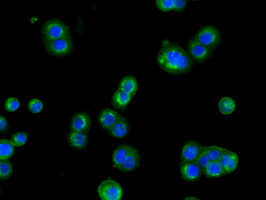CYP1A2 Antibody - Immunofluorescent staining of HT29 cells using anti-CYP1A2 mouse monoclonal antibody.