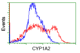 CYP1A2 Antibody - HEK293T cells transfected with either overexpress plasmid (Red) or empty vector control plasmid (Blue) were immunostained by anti-CYP1A2 antibody, and then analyzed by flow cytometry.