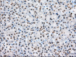 CYP1A2 Antibody - IHC of paraffin-embedded Human pancreas tissue using anti-CYP1A2 mouse monoclonal antibody. (Dilution 1:50).