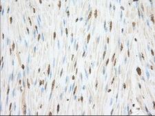 CYP1A2 Antibody - IHC of paraffin-embedded Human colon tissue using anti-CYP1A2 mouse monoclonal antibody. (Dilution 1:50).