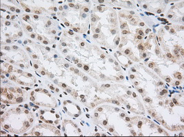 CYP1A2 Antibody - IHC of paraffin-embedded Human Kidney tissue using anti-CYP1A2 mouse monoclonal antibody. (Dilution 1:50).