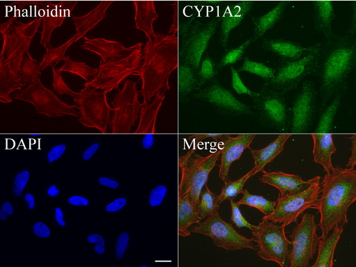 CYP1A2 Antibody - Immunofluorescent staining of HeLa cells using anti-CYP1A2 mouse monoclonal antibody  green, 1:50). Actin filaments were labeled with Alexa Fluor® 594 Phalloidin. (red), and nuclear with DAPI. (blue). Scale bar, 20µm.