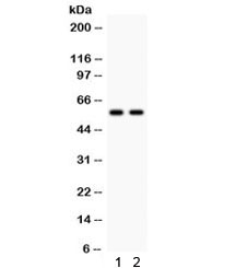 CYP1A2 Antibody