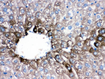 CYP1A2 Antibody