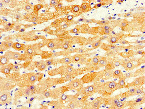 CYP1A2 Antibody - Immunohistochemistry image of paraffin-embedded human liver tissue at a dilution of 1:100