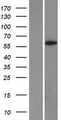 CYP1A2 Protein - Western validation with an anti-DDK antibody * L: Control HEK293 lysate R: Over-expression lysate