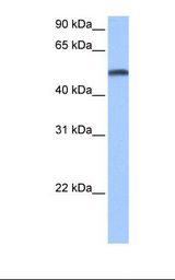 CYP1B1 Antibody - Fetal liver cell lysate. Antibody concentration: 0.5 ug/ml. Gel concentration: 12%.  This image was taken for the unconjugated form of this product. Other forms have not been tested.